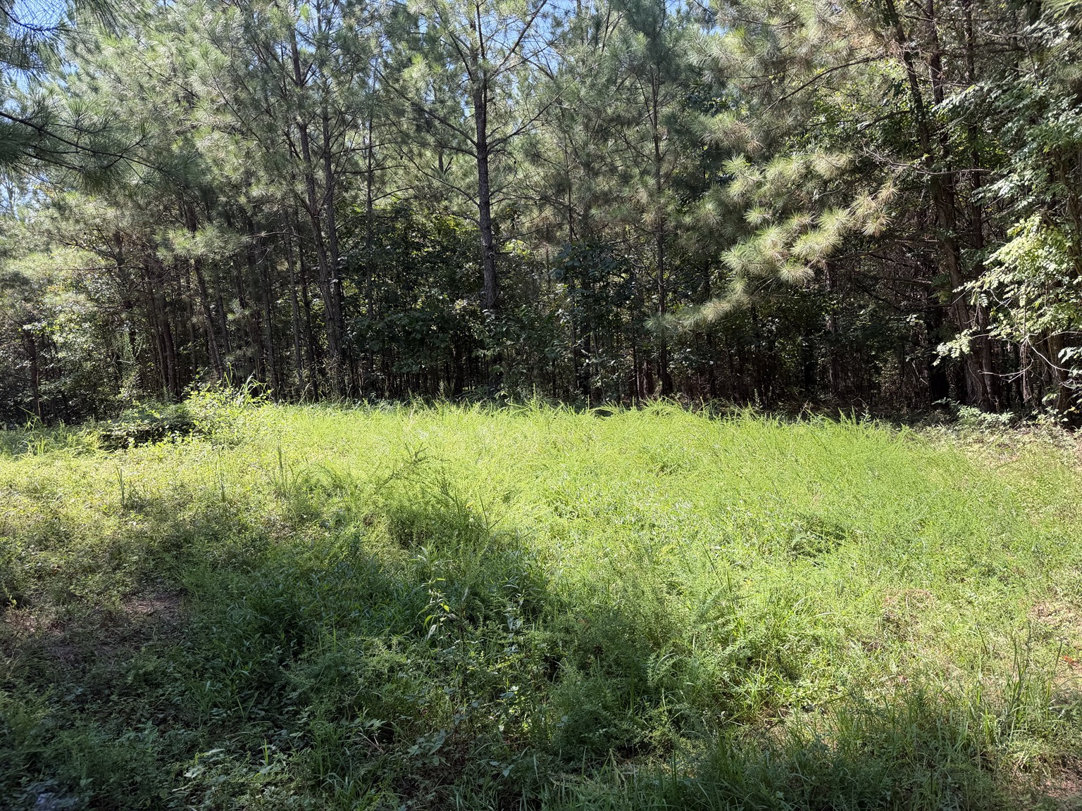 134 acre Westover Alabama property photo 3