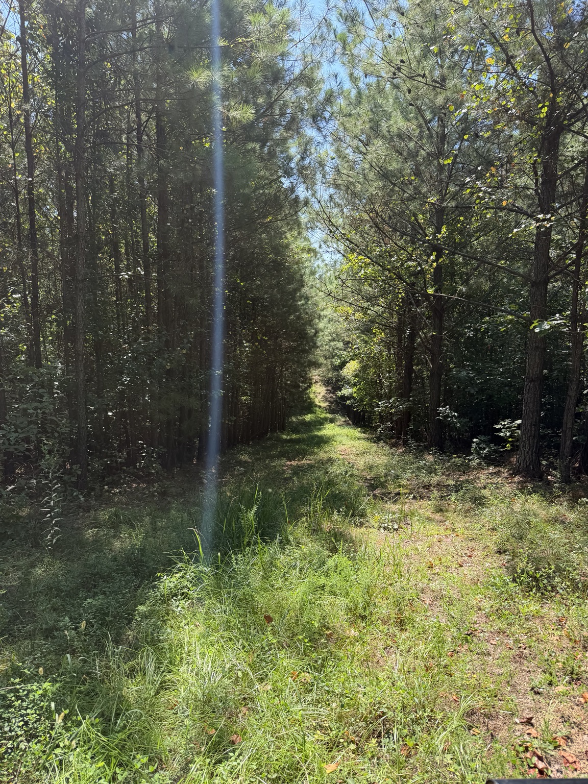134 acre Westover Alabama property photo 4
