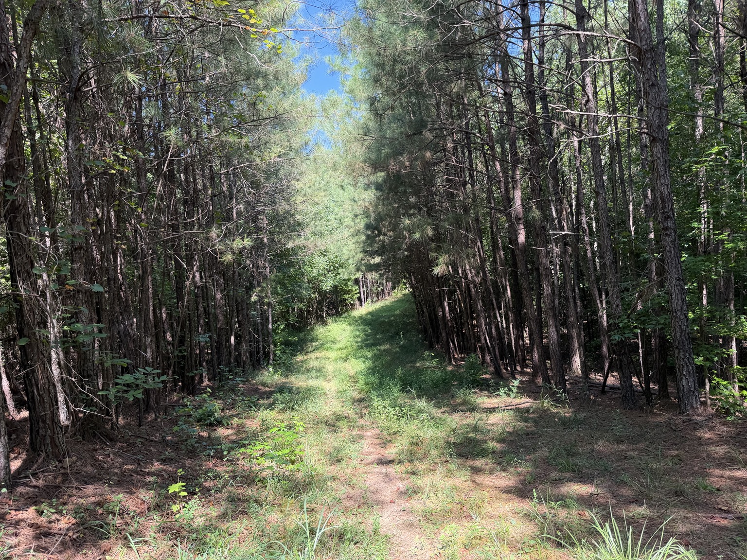 134 acre Westover Alabama property photo 5