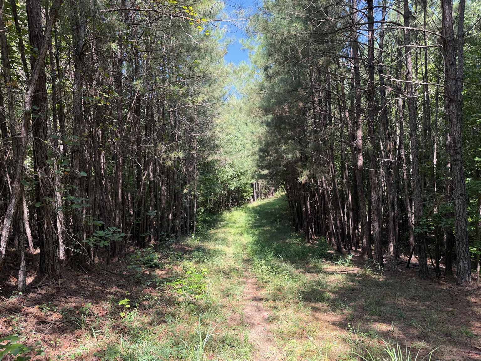 134 acre Westover Alabama property photo 6