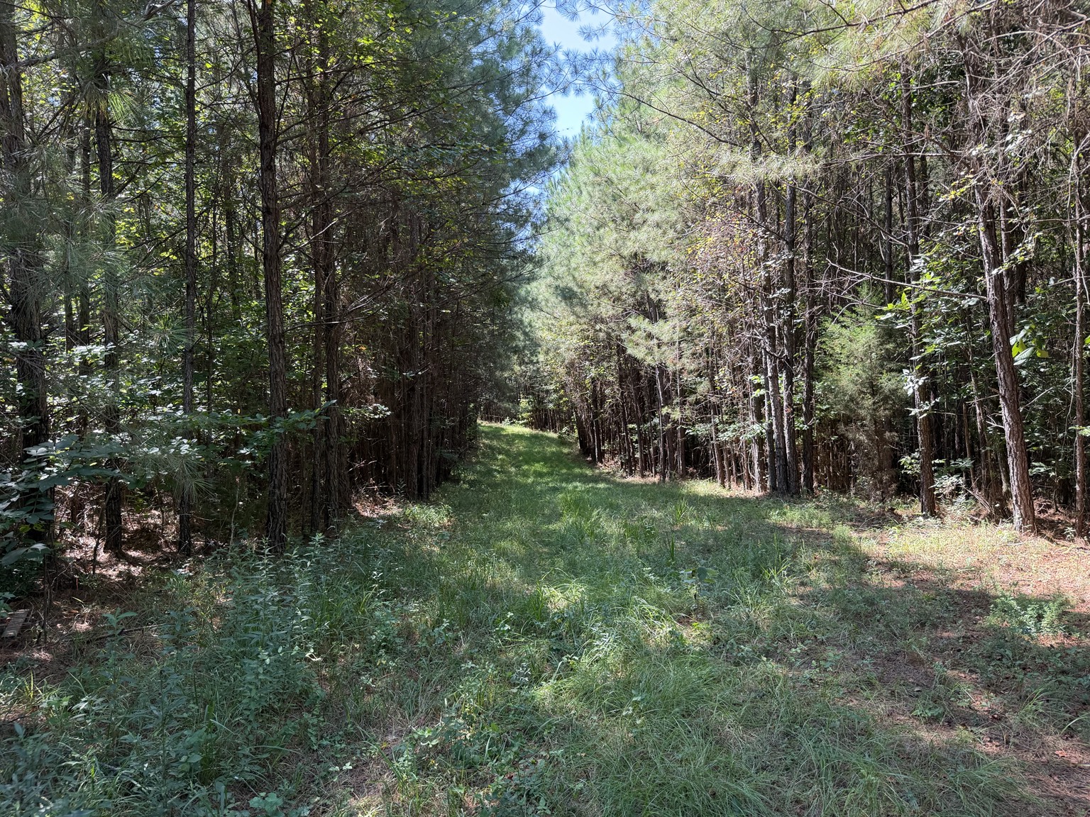 134 acre Westover Alabama property photo 7