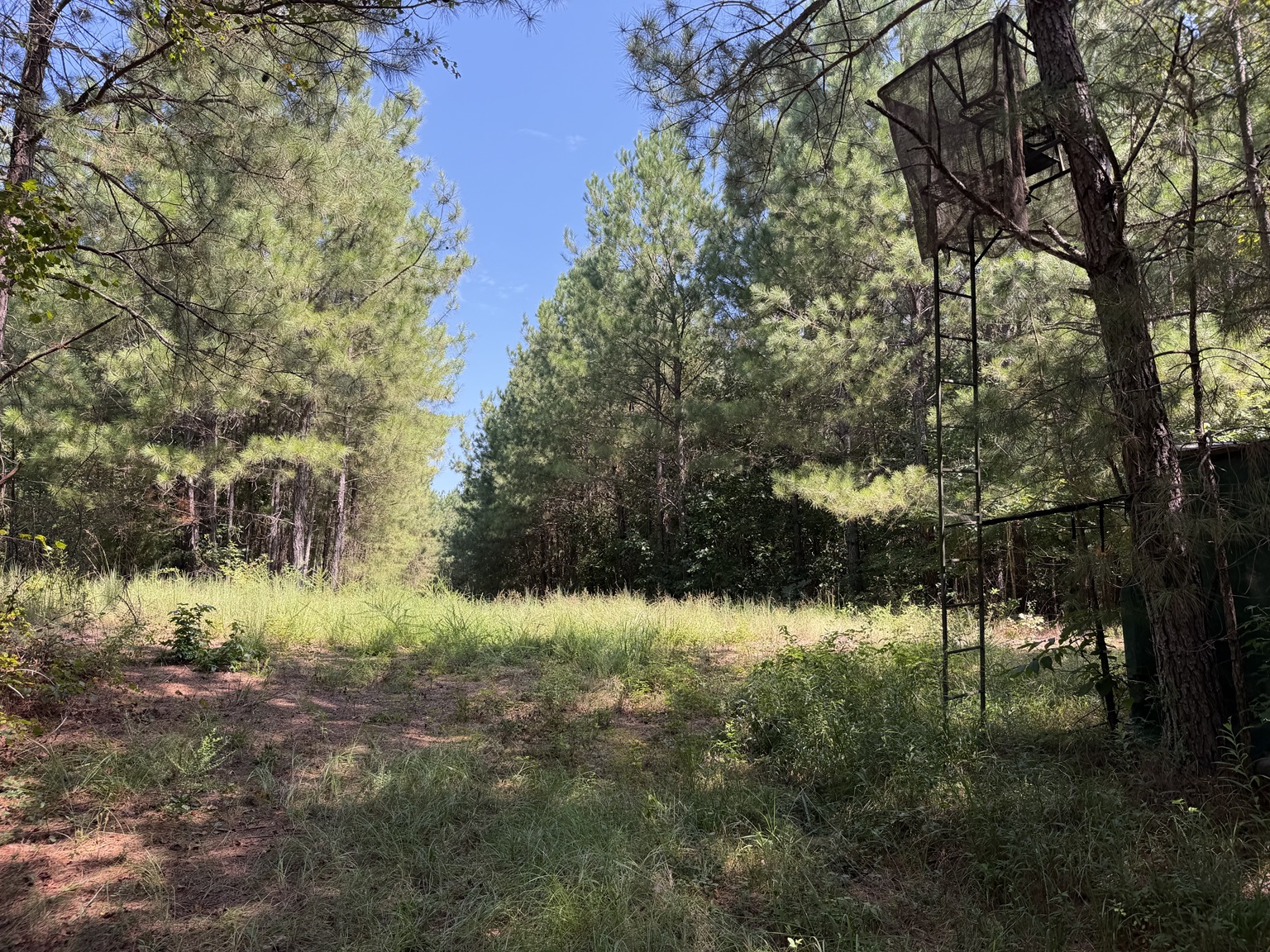 134 acre Westover Alabama property photo 8