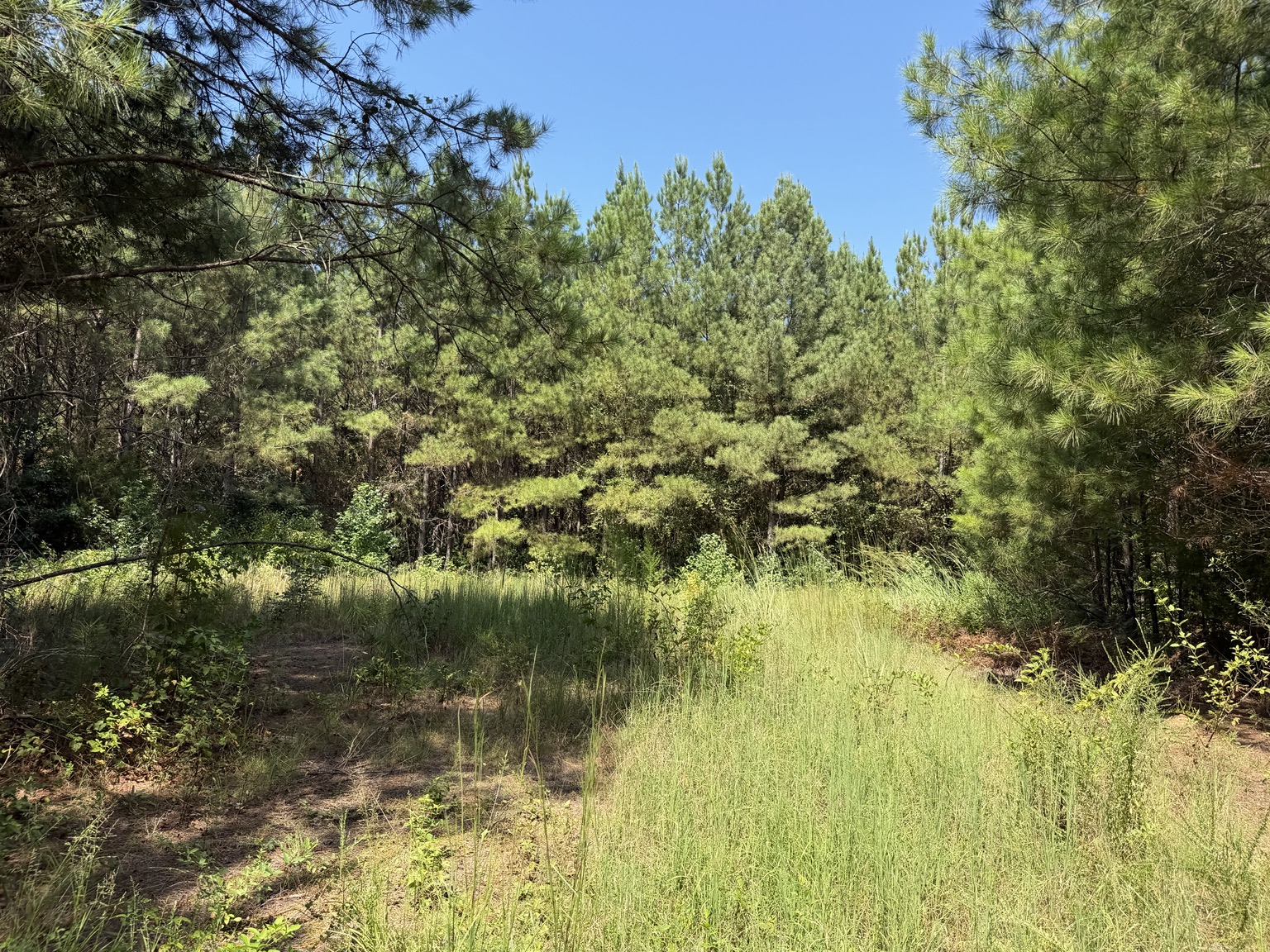134 acre Westover Alabama property photo 9
