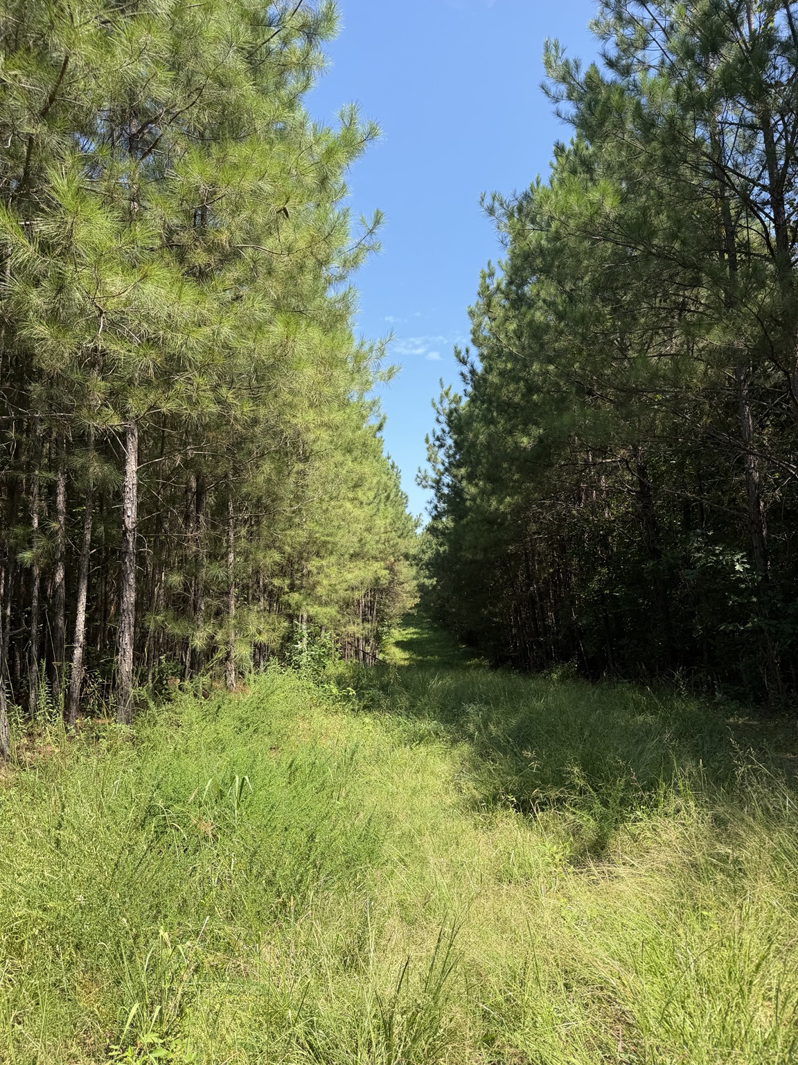 134 acre Westover Alabama property photo 10