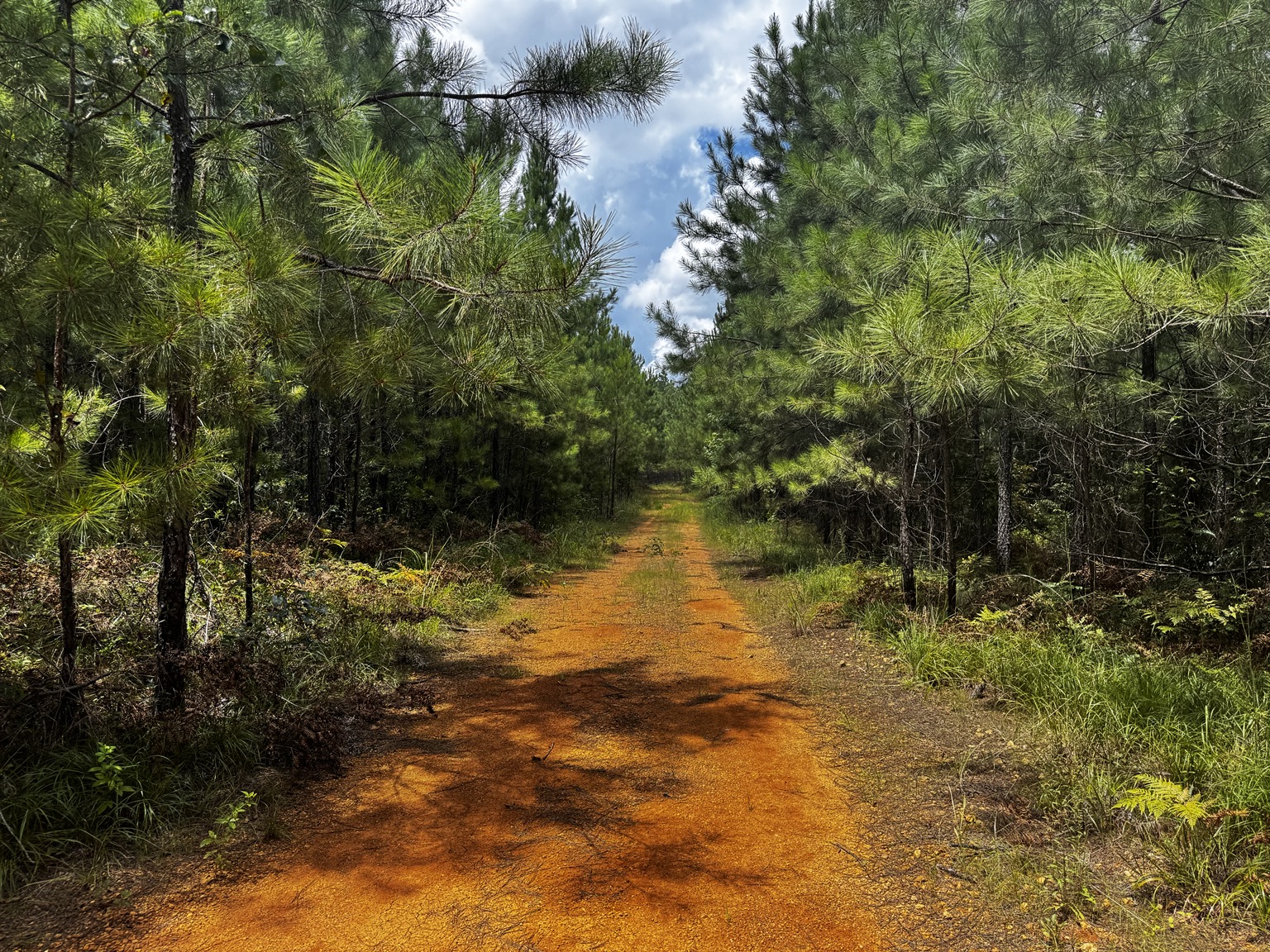 Interior trail through pine timber on the 140 acre Westover property