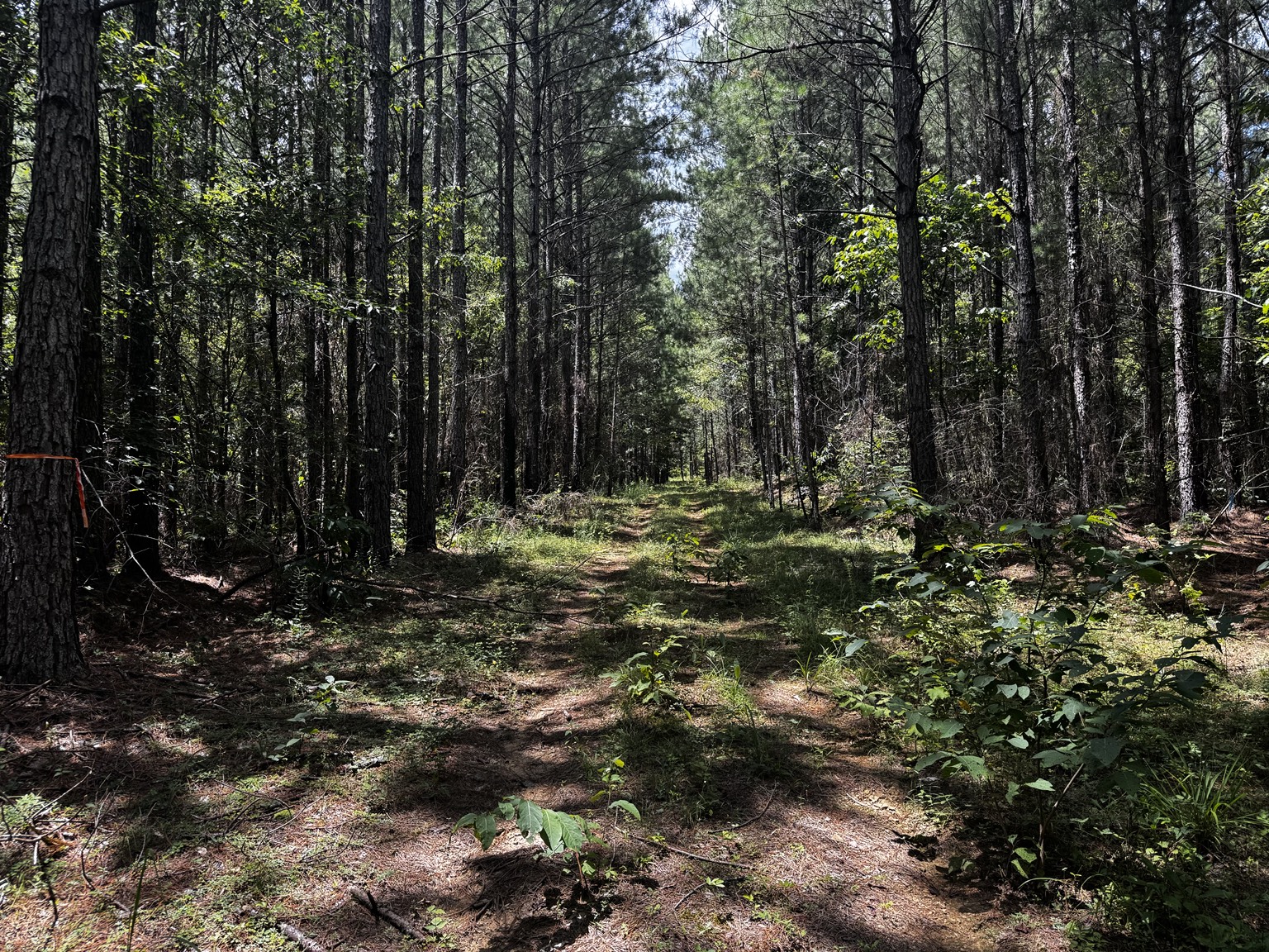 Wooded interior access on the 205 acre Westover property